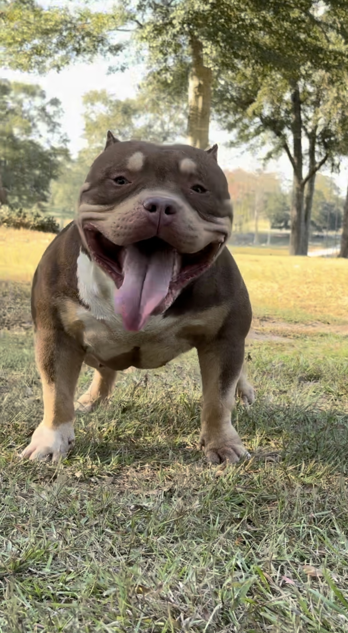 Dog Featured Image