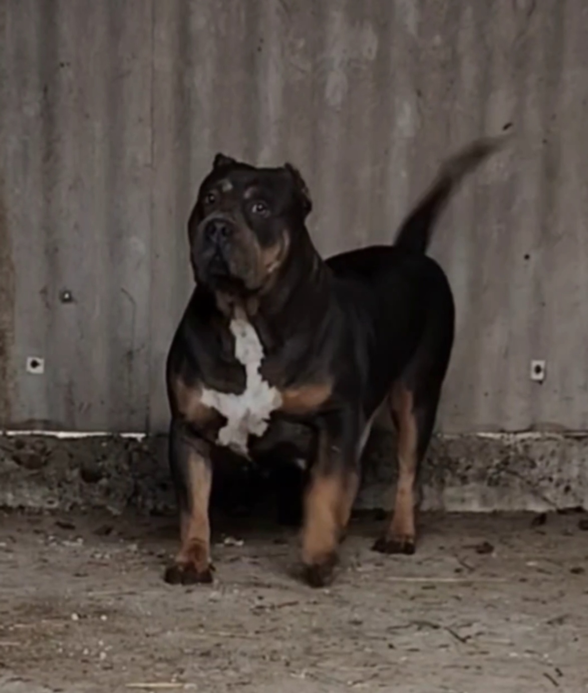 Dog Featured Image