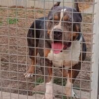 Dog Featured Image