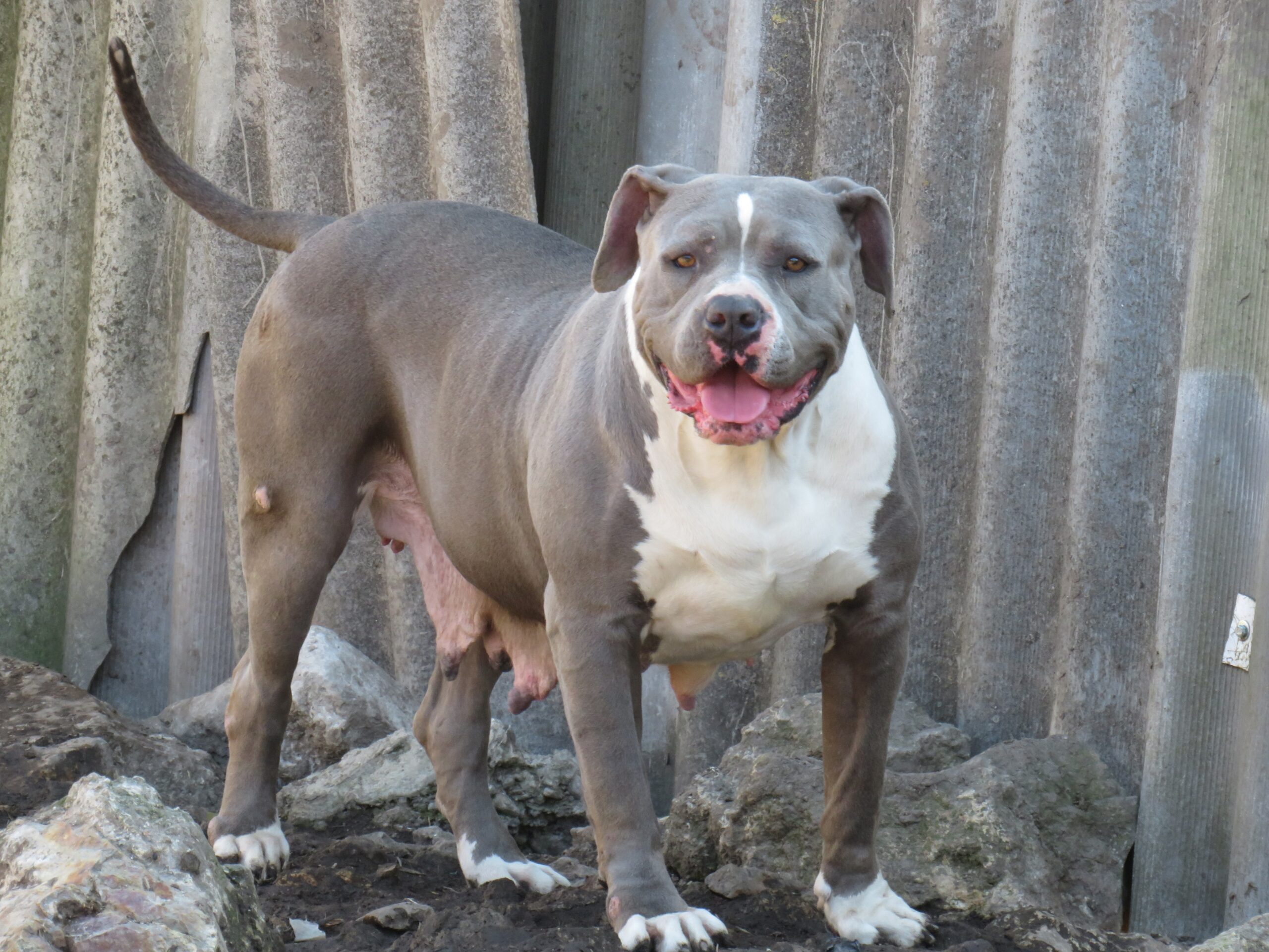 Dog Featured Image