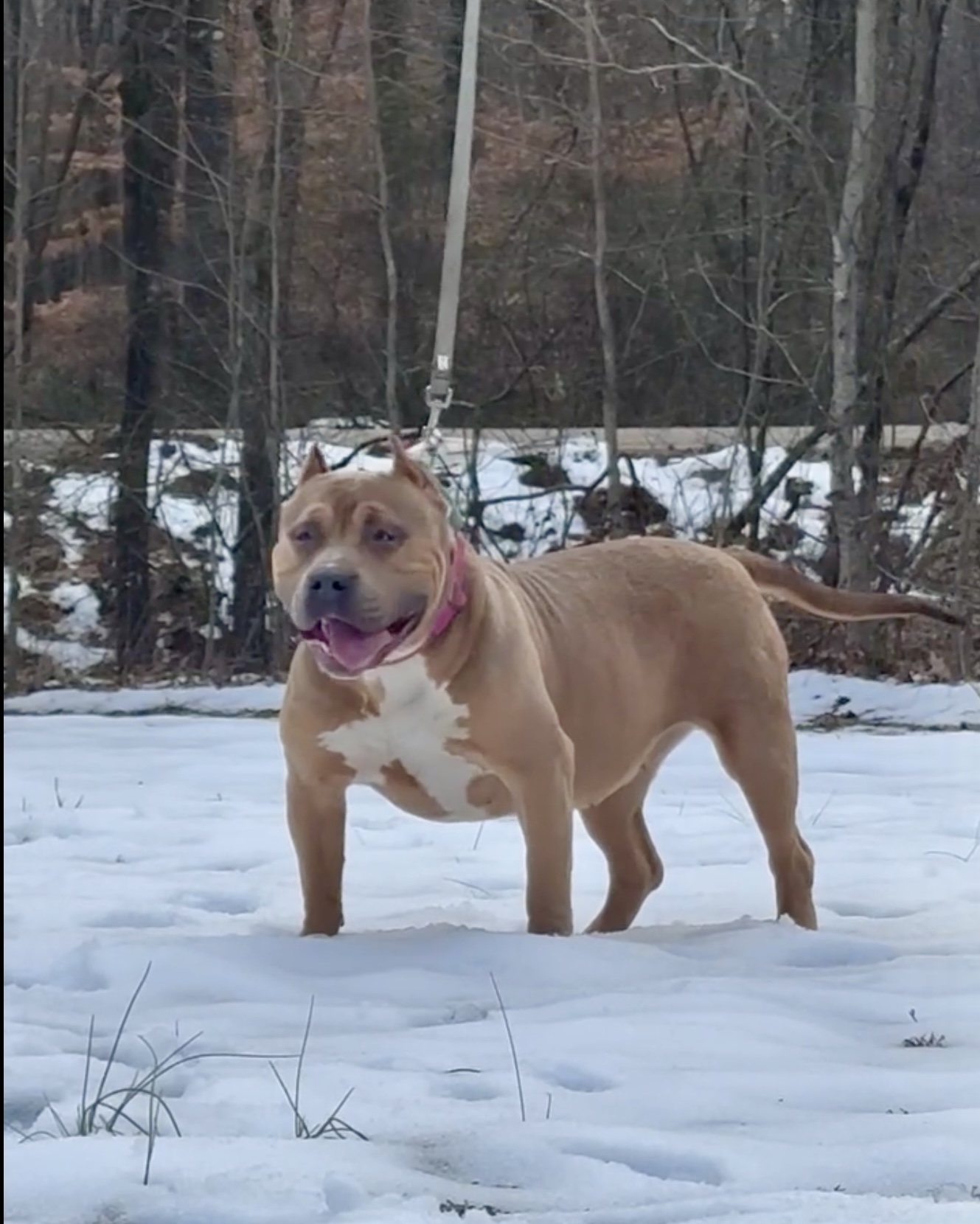Dog Featured Image