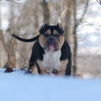 Dog Featured Image