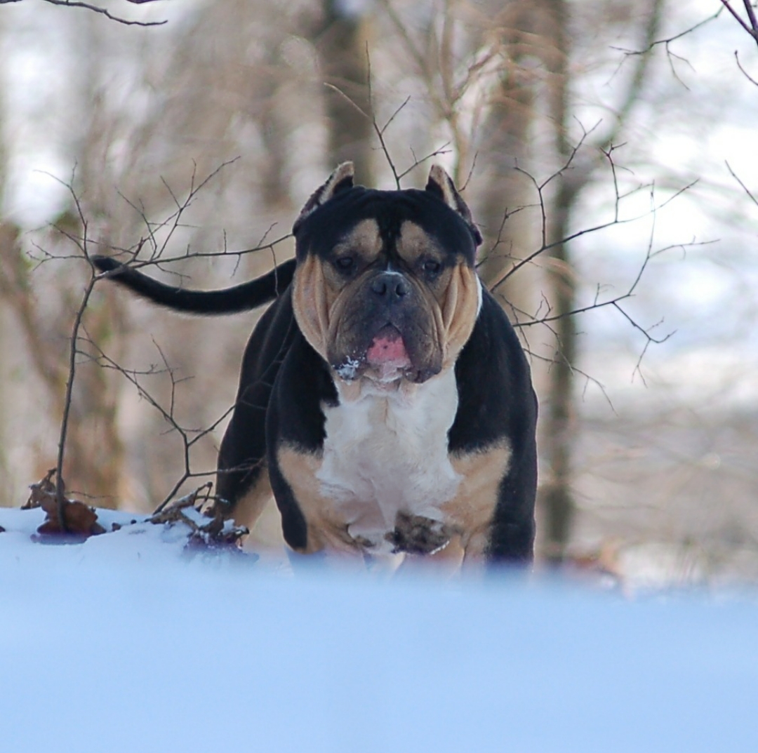 Dog Featured Image