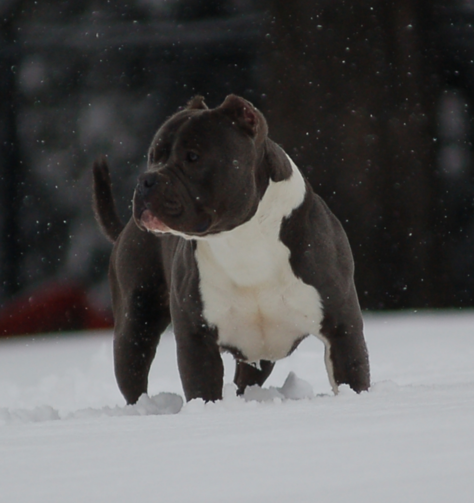 Dog Featured Image