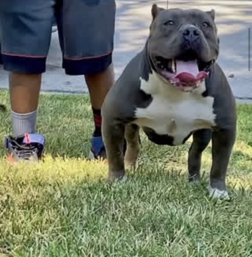 Dog Featured Image