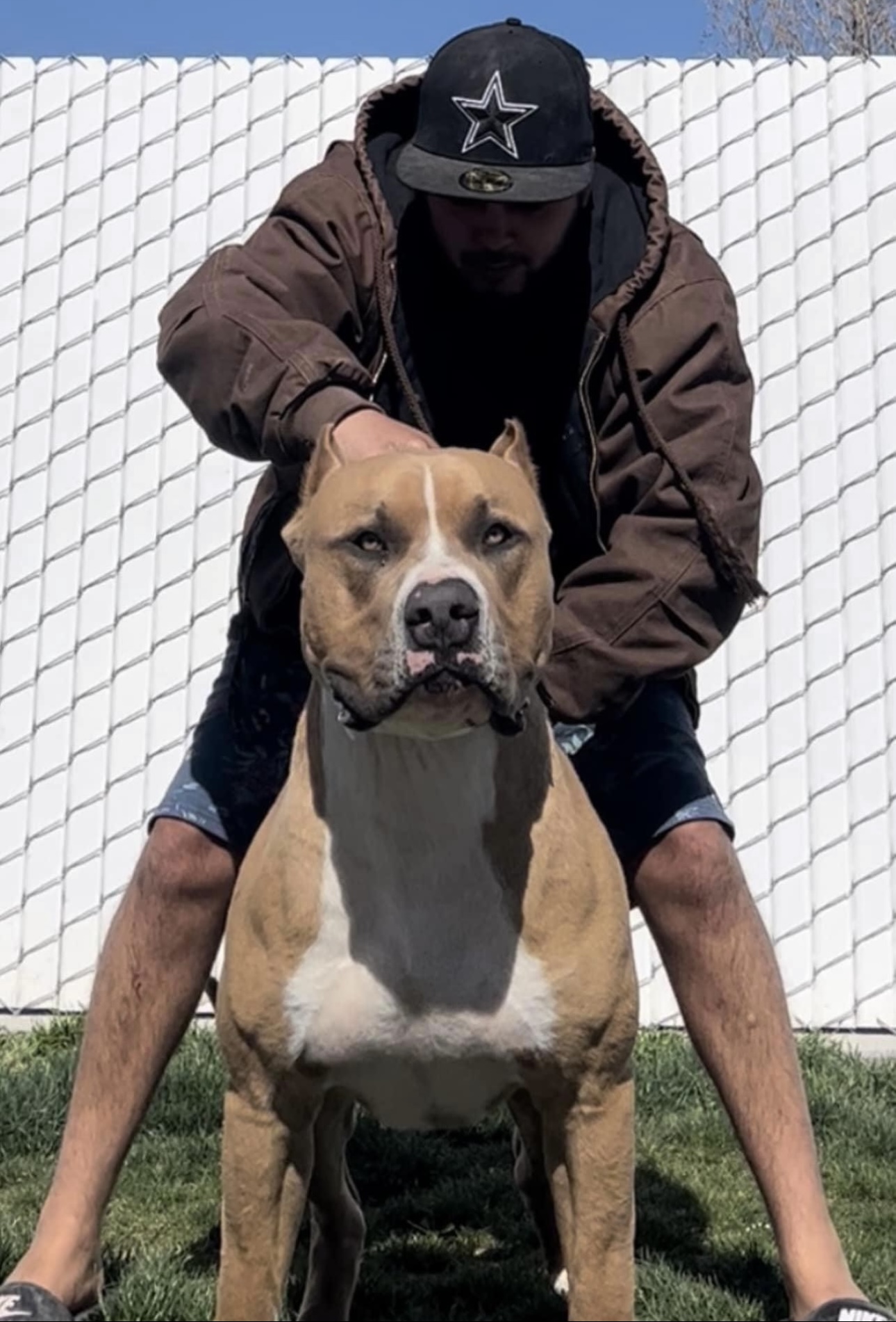 Dog Featured Image