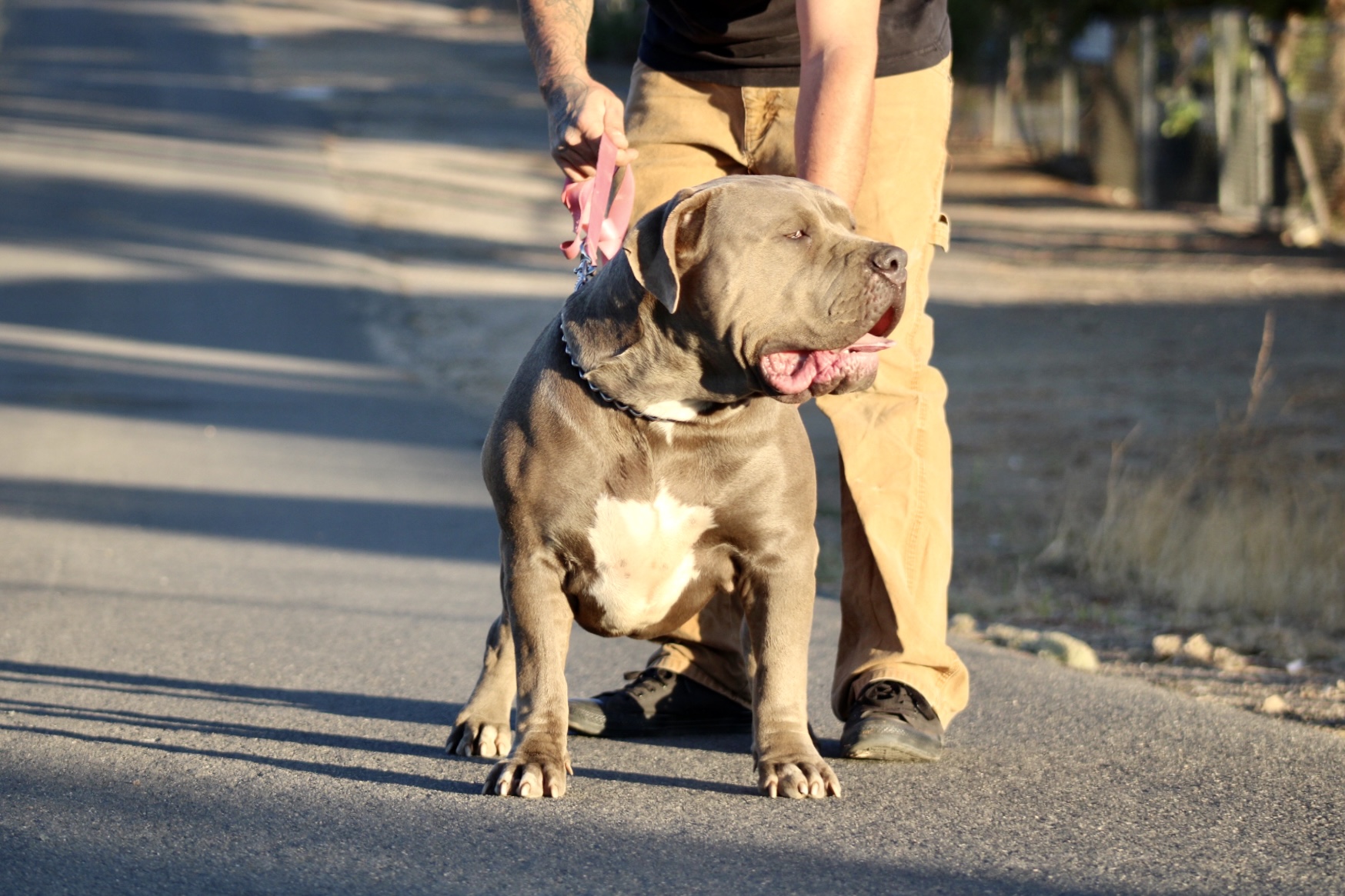 Dog Featured Image