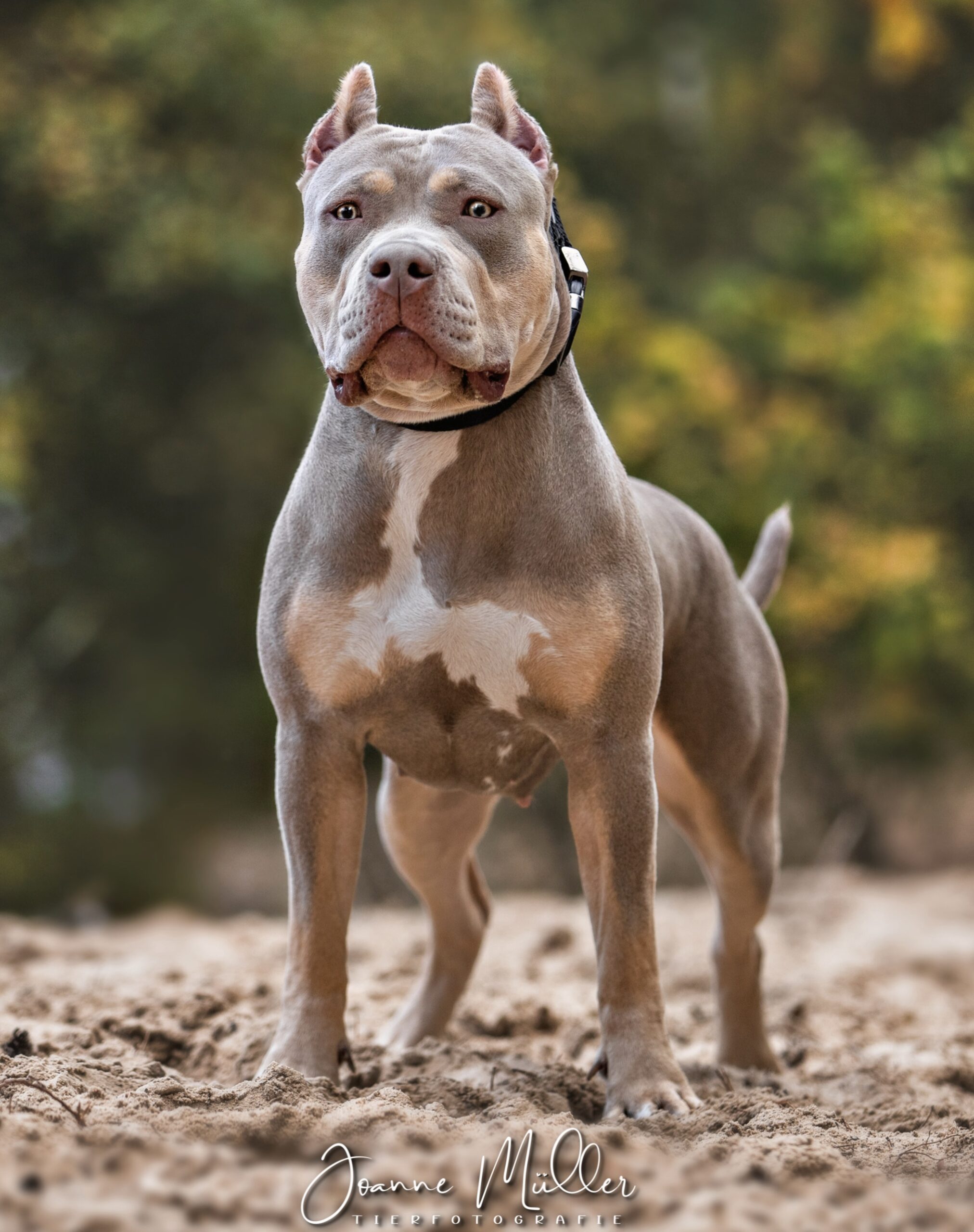 Dog Featured Image
