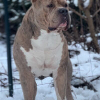 Dog Featured Image
