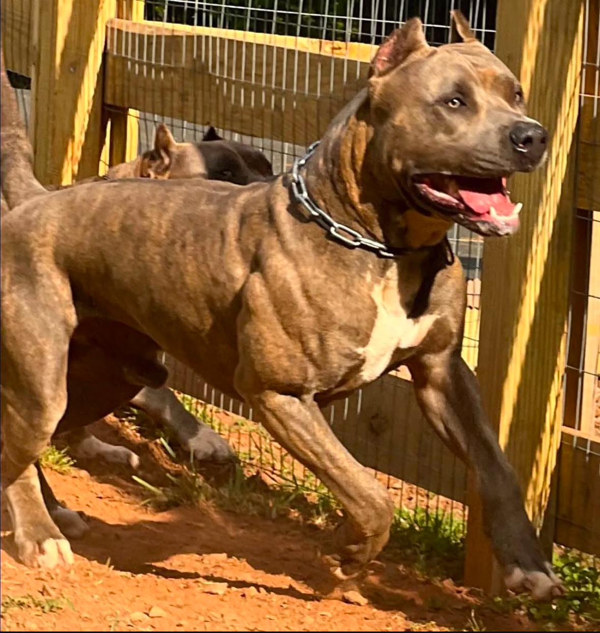 Dog Featured Image