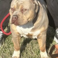 Dog Featured Image