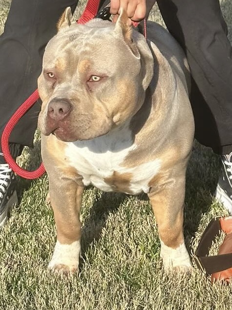 Dog Featured Image