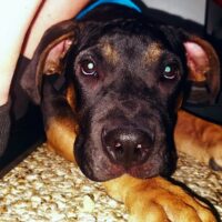 Dog Featured Image