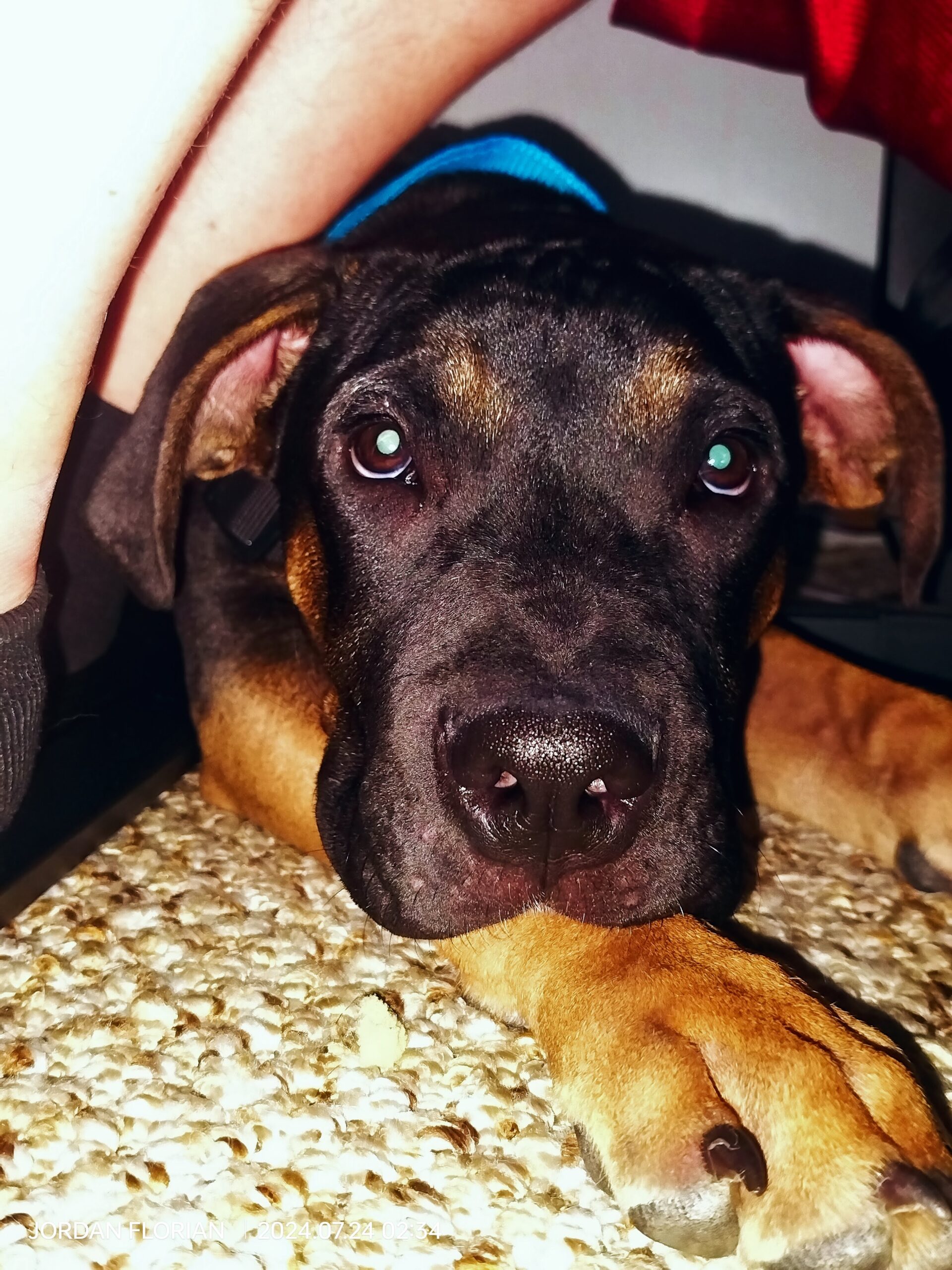 Dog Featured Image