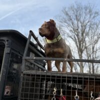 Dog Featured Image