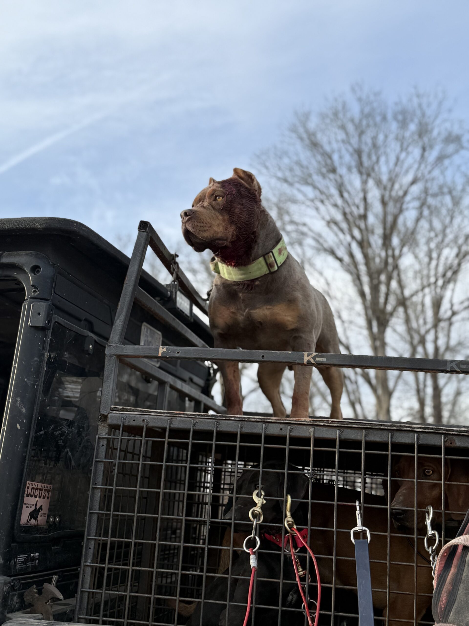 Dog Featured Image