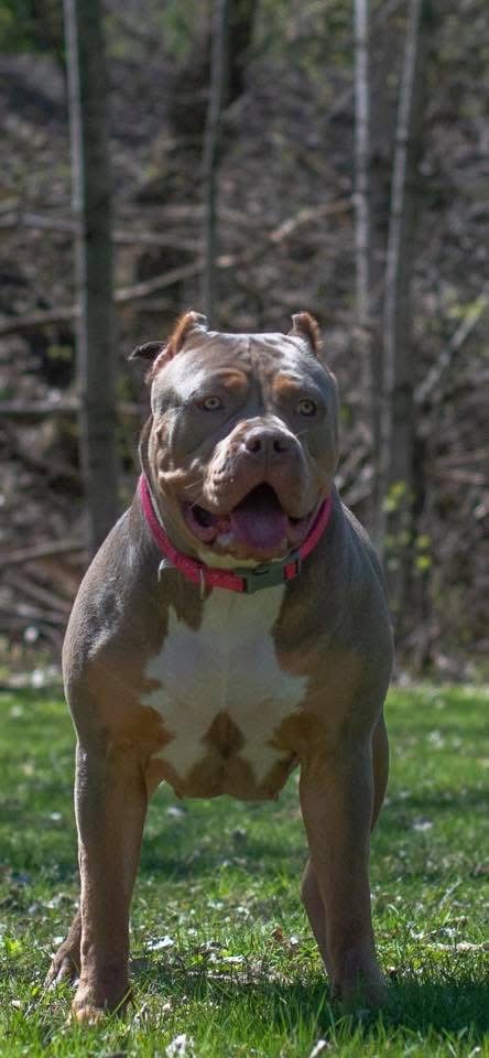 Dog Featured Image