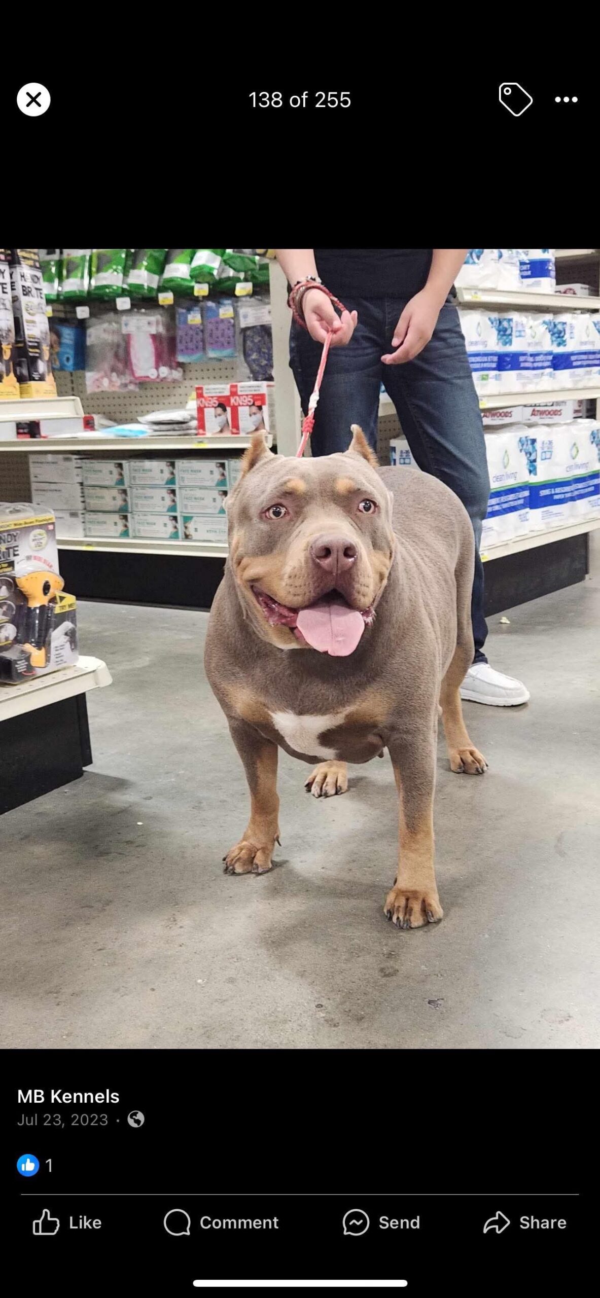 Dog Featured Image