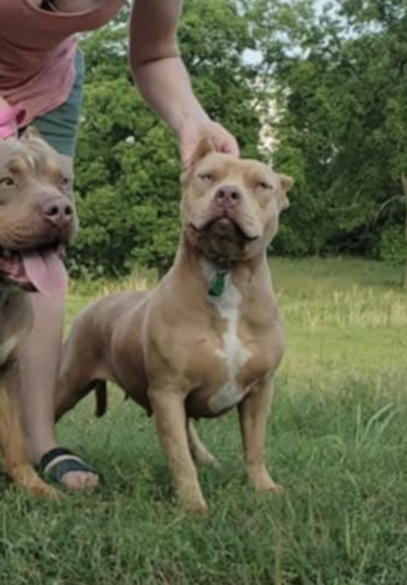 Dog Featured Image