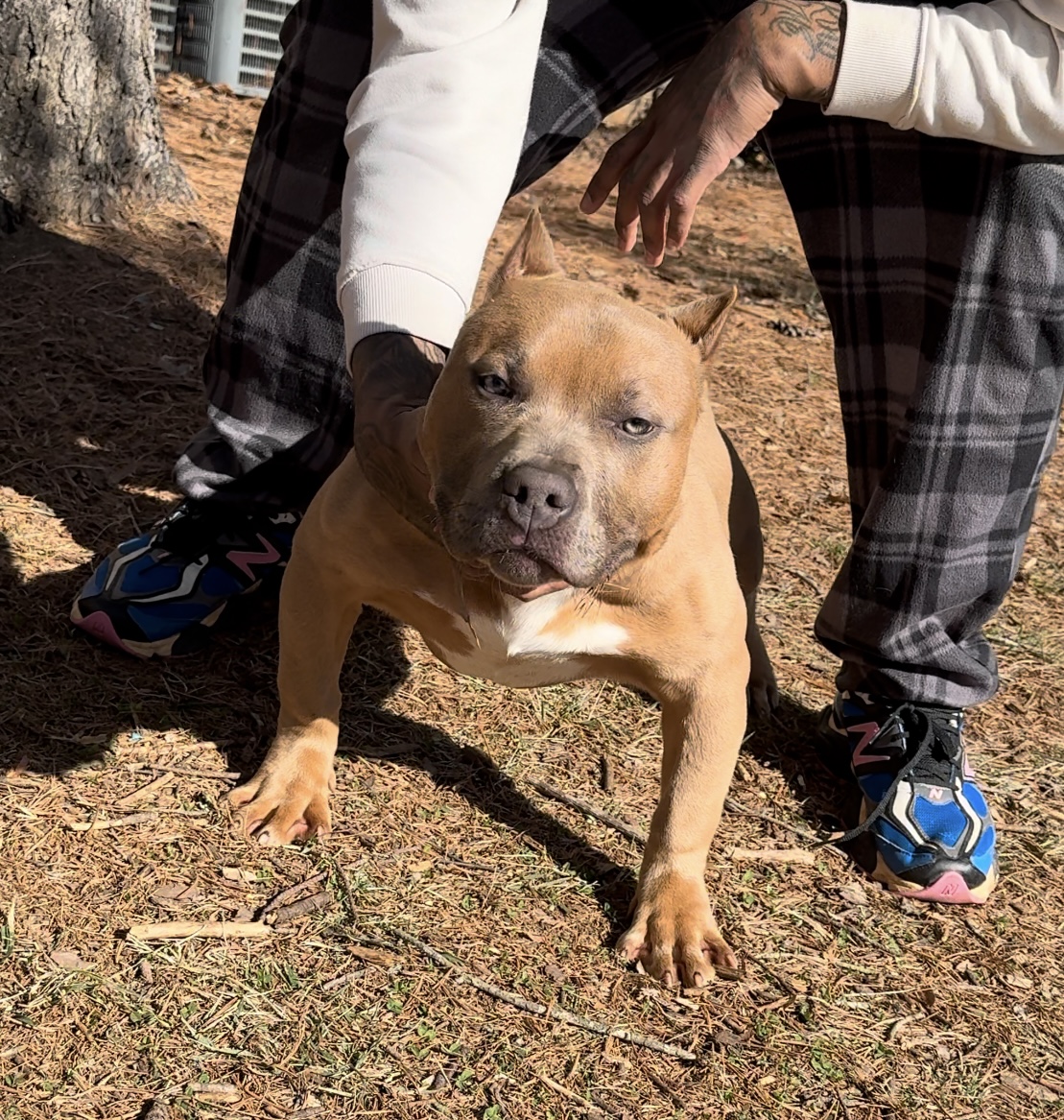 Dog Featured Image