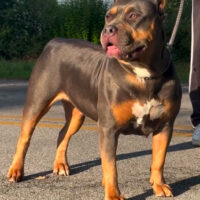 Dog Featured Image