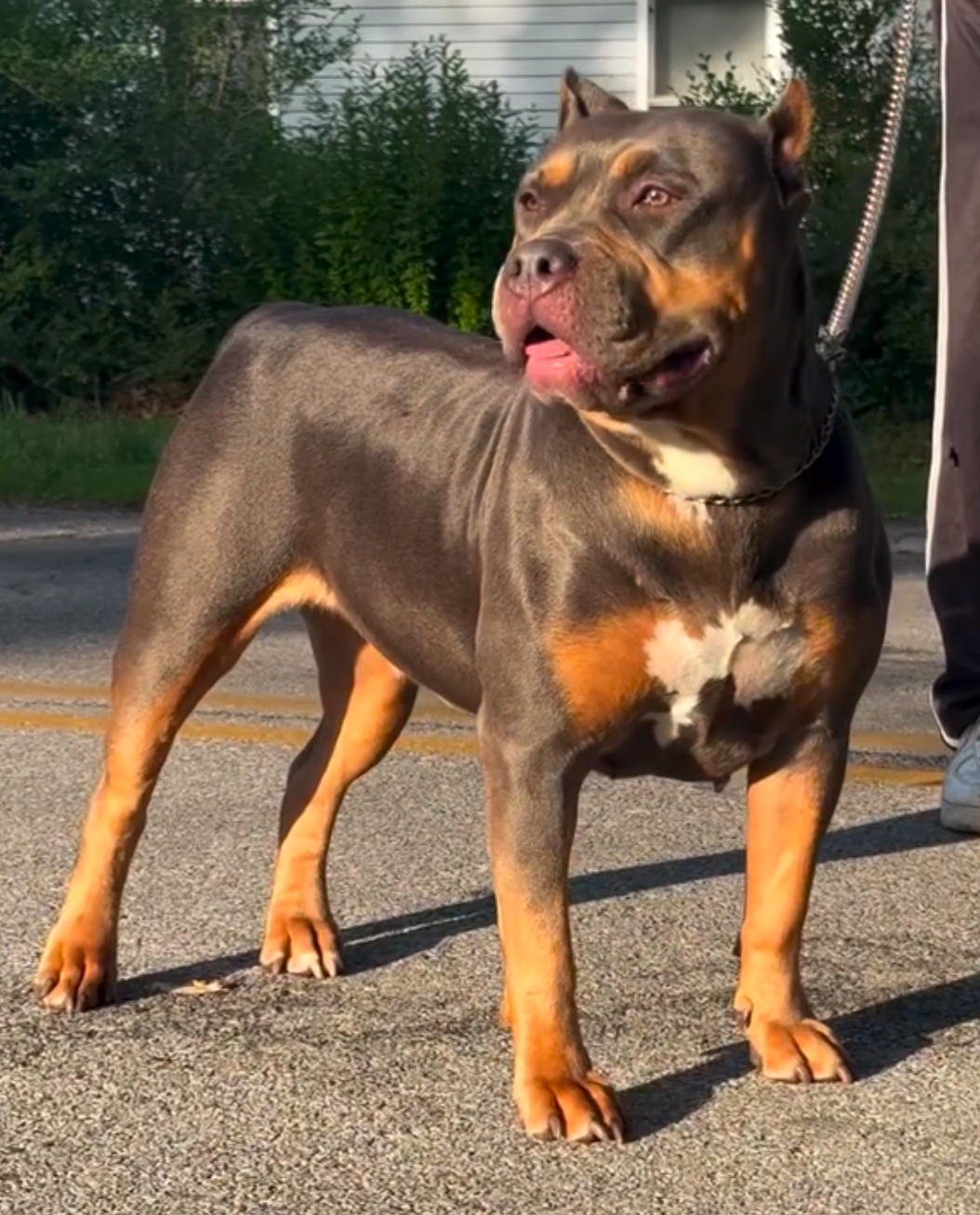 Dog Featured Image