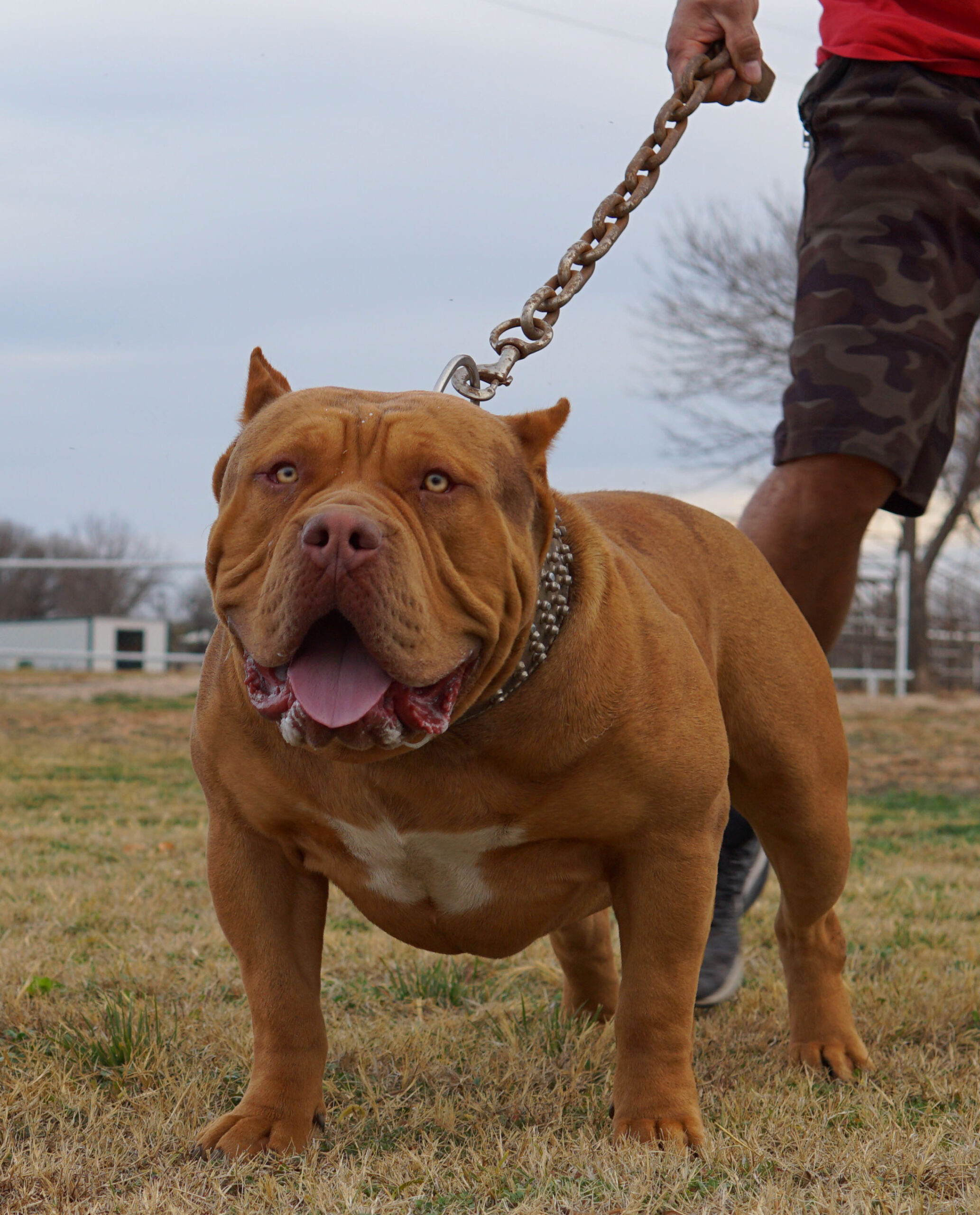 Dog Featured Image