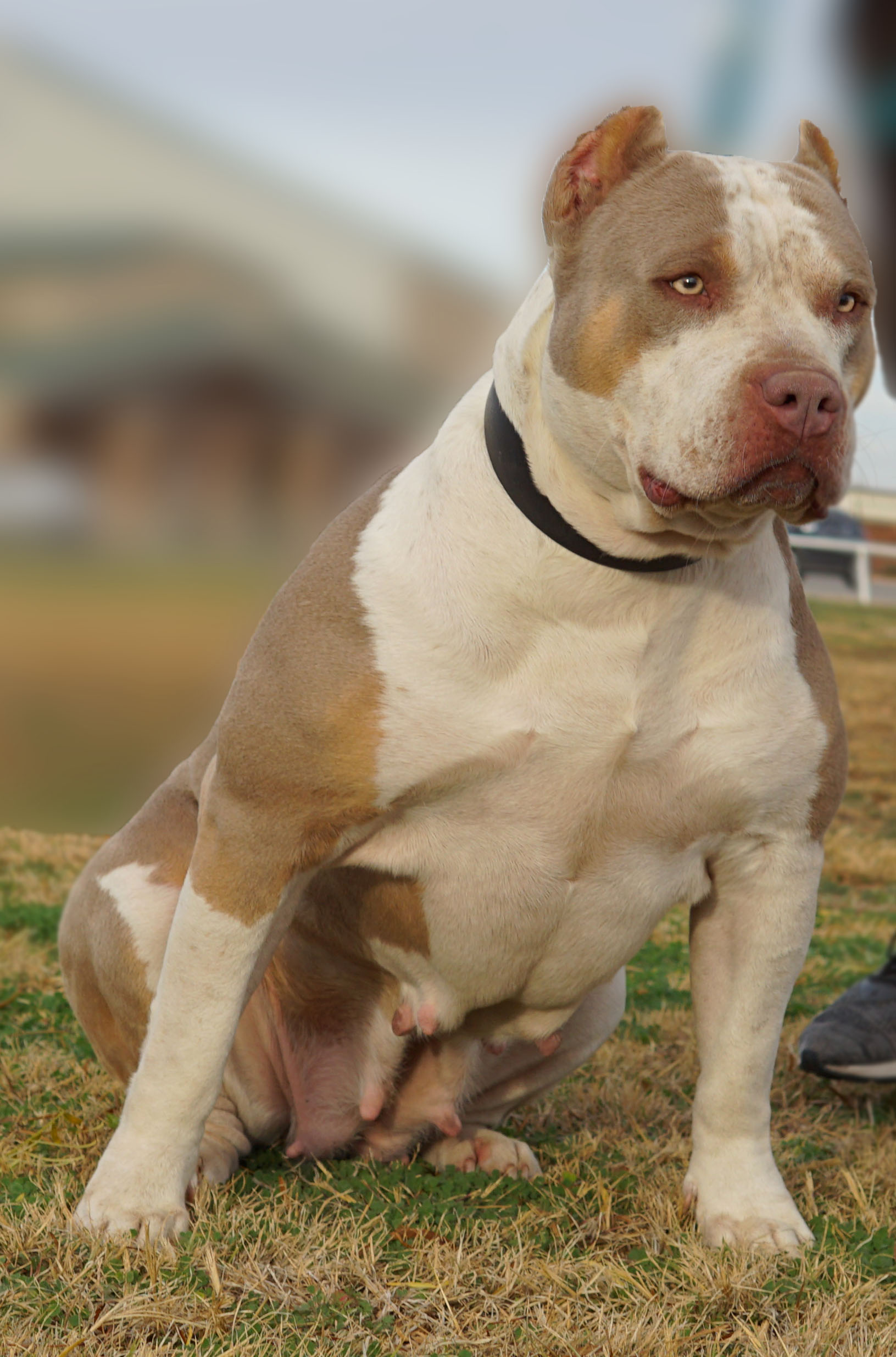Dog Featured Image