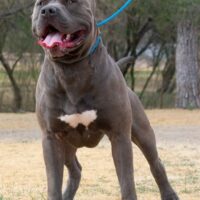 Dog Featured Image