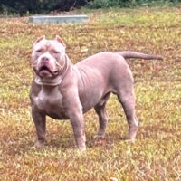 Dog Featured Image