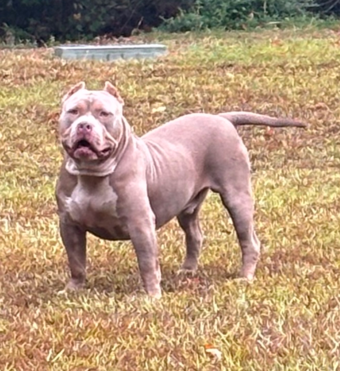 Dog Featured Image