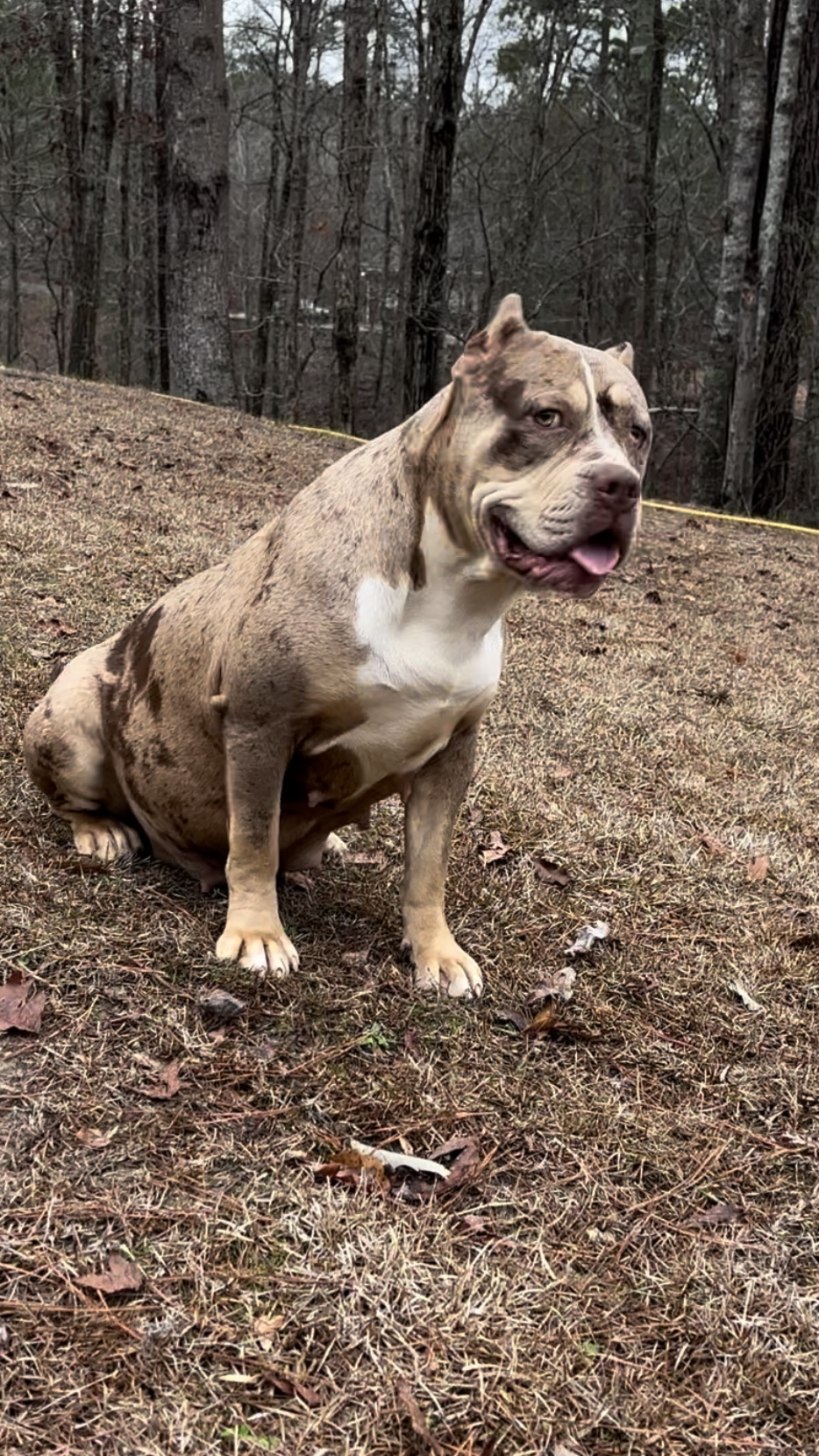 Dog Featured Image