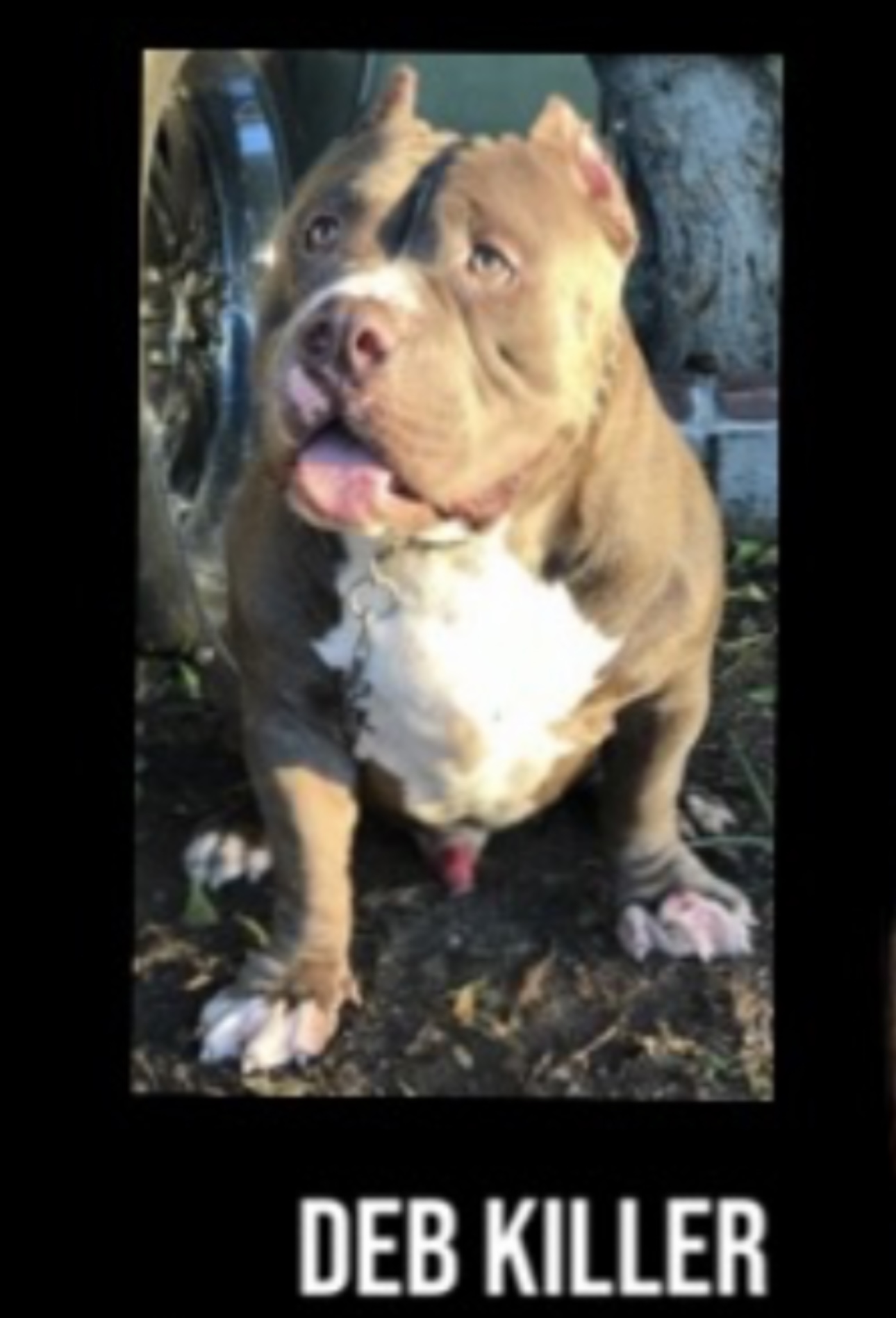 Dog Featured Image