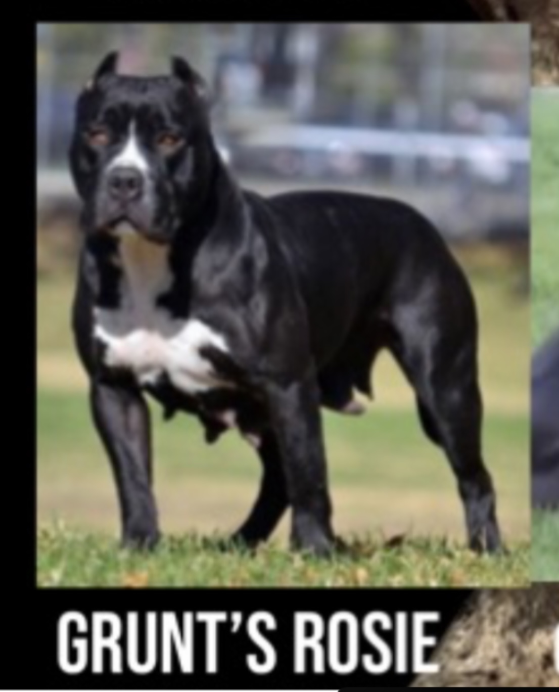 Dog Featured Image