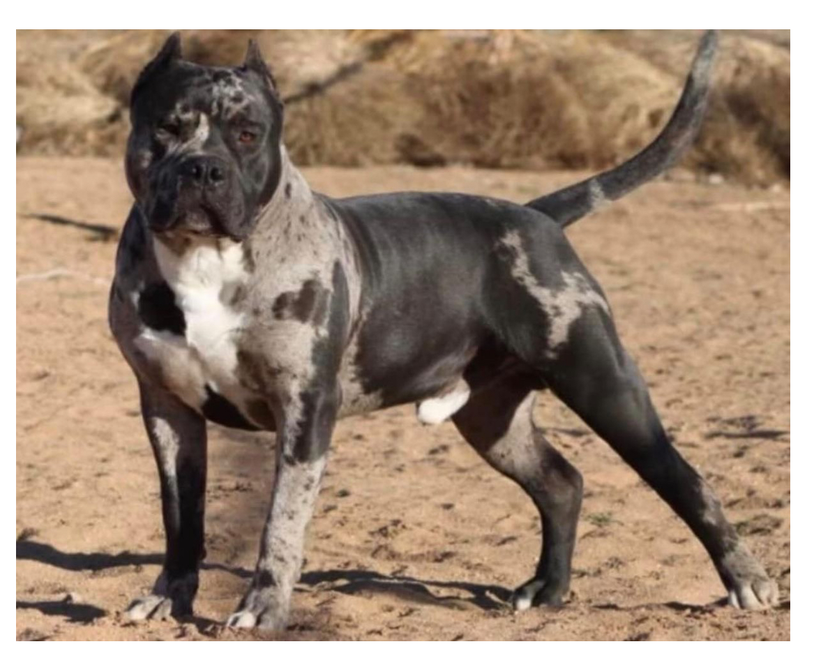 Dog Featured Image