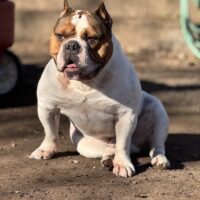 Dog Featured Image