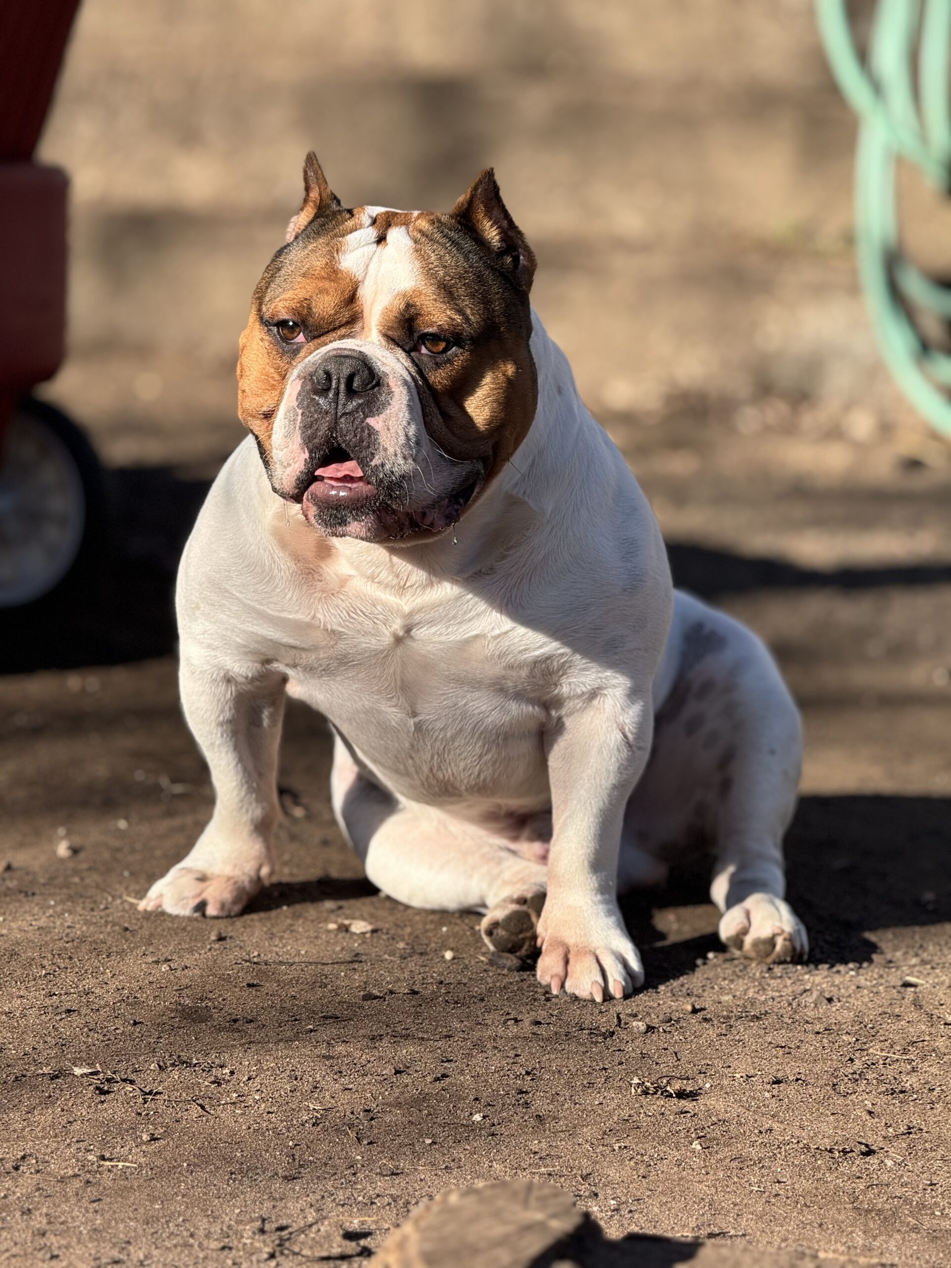 Dog Featured Image