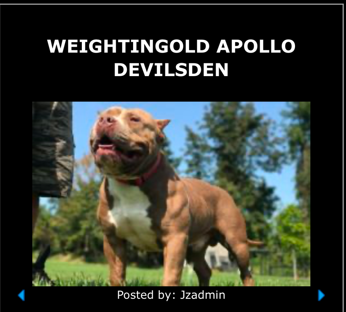 Dog Featured Image