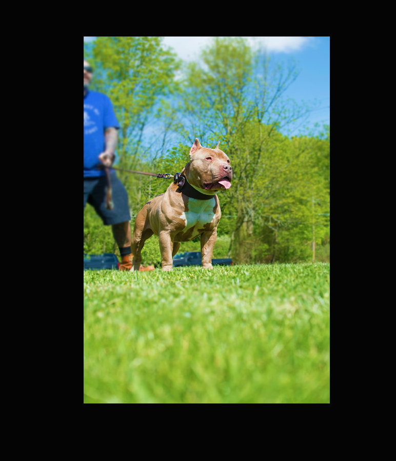 Dog Featured Image