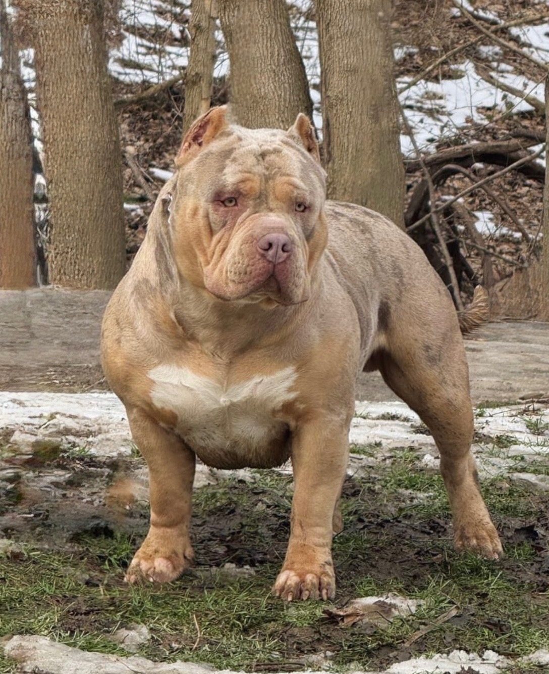 Dog Featured Image