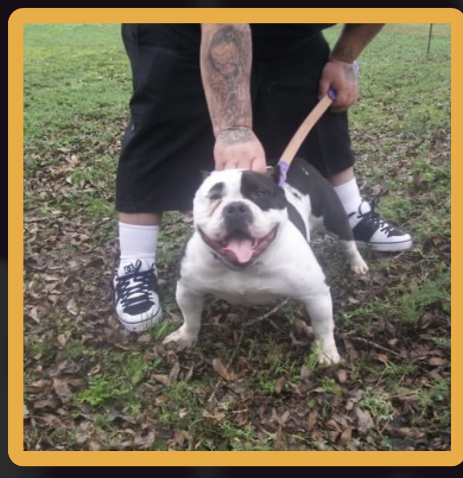 Dog Featured Image