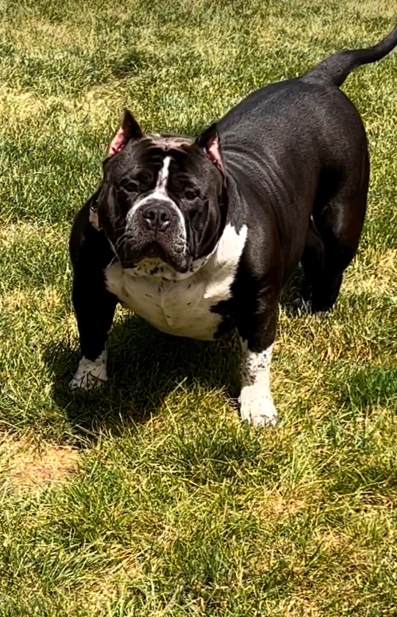 Dog Featured Image
