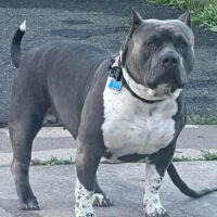 Dog Featured Image