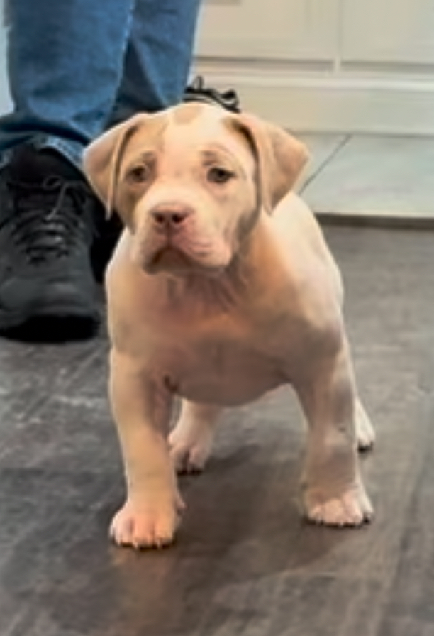 Dog Featured Image
