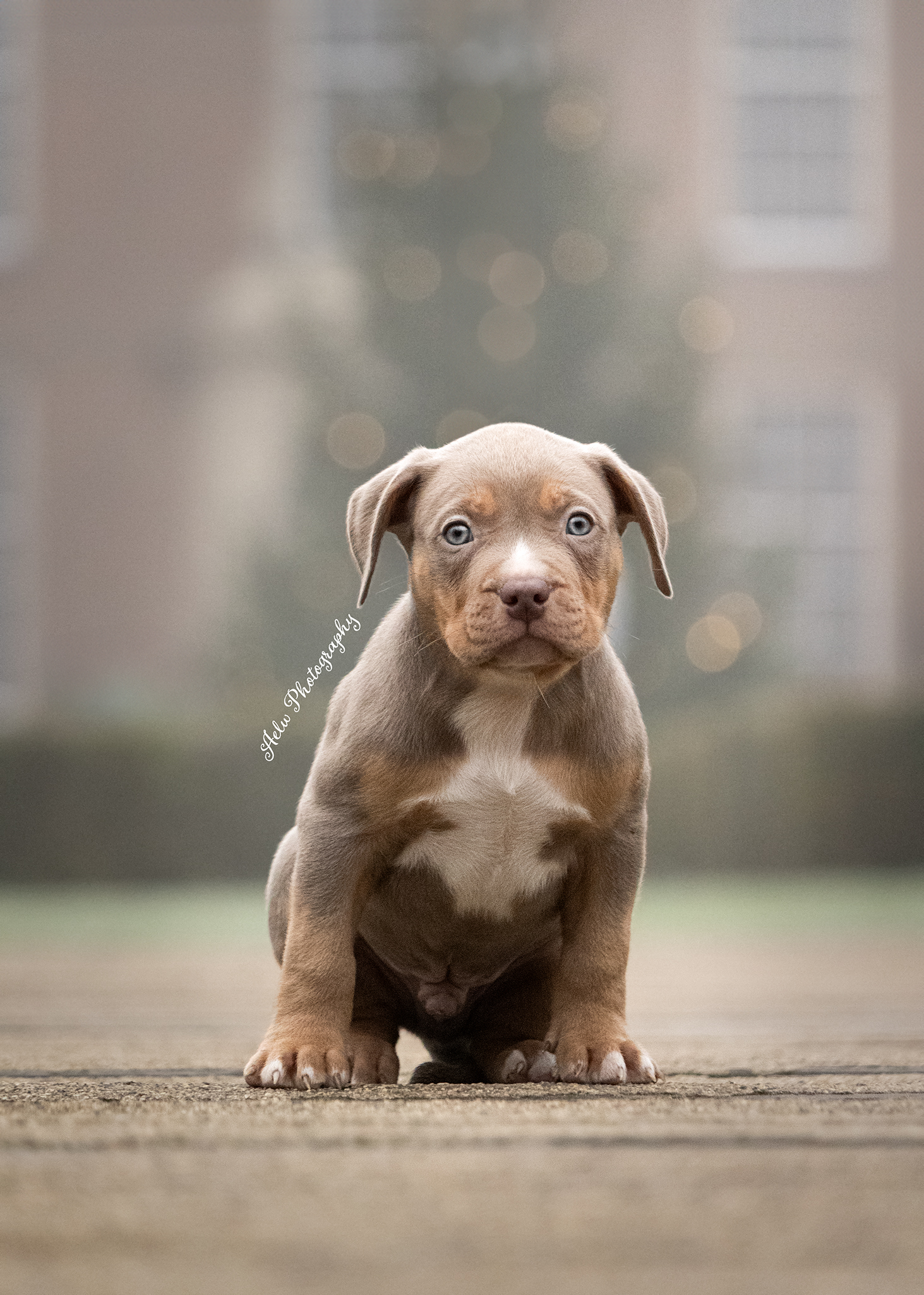 Dog Featured Image