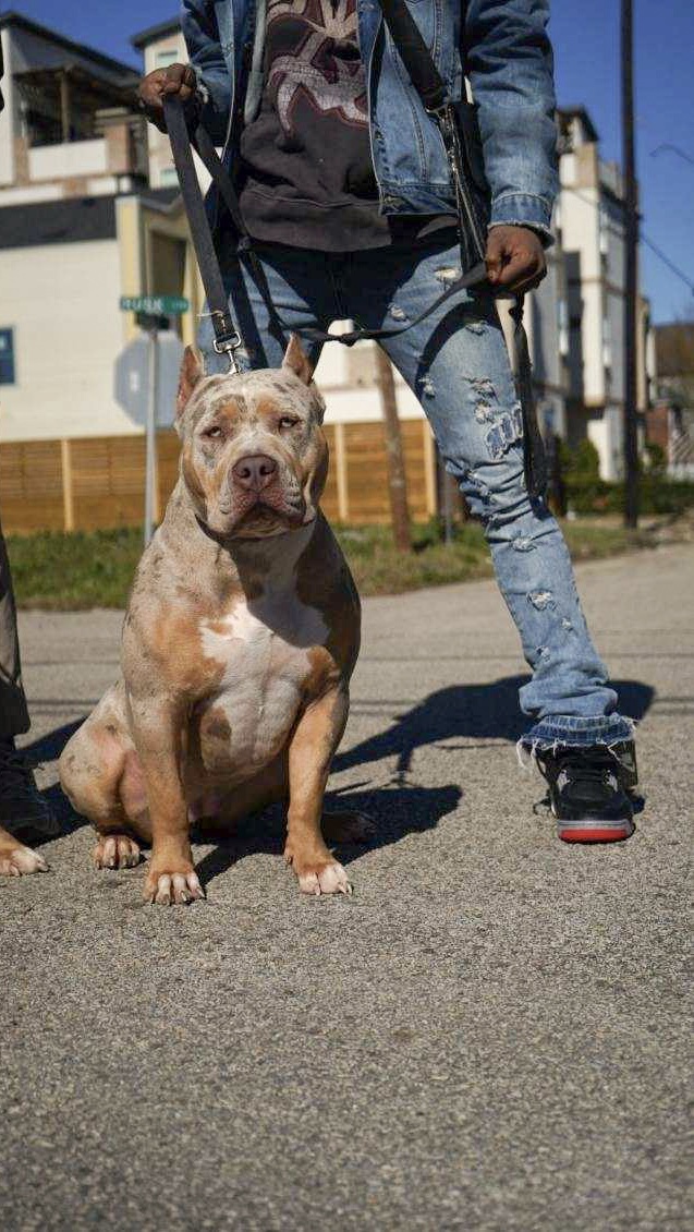 Dog Featured Image
