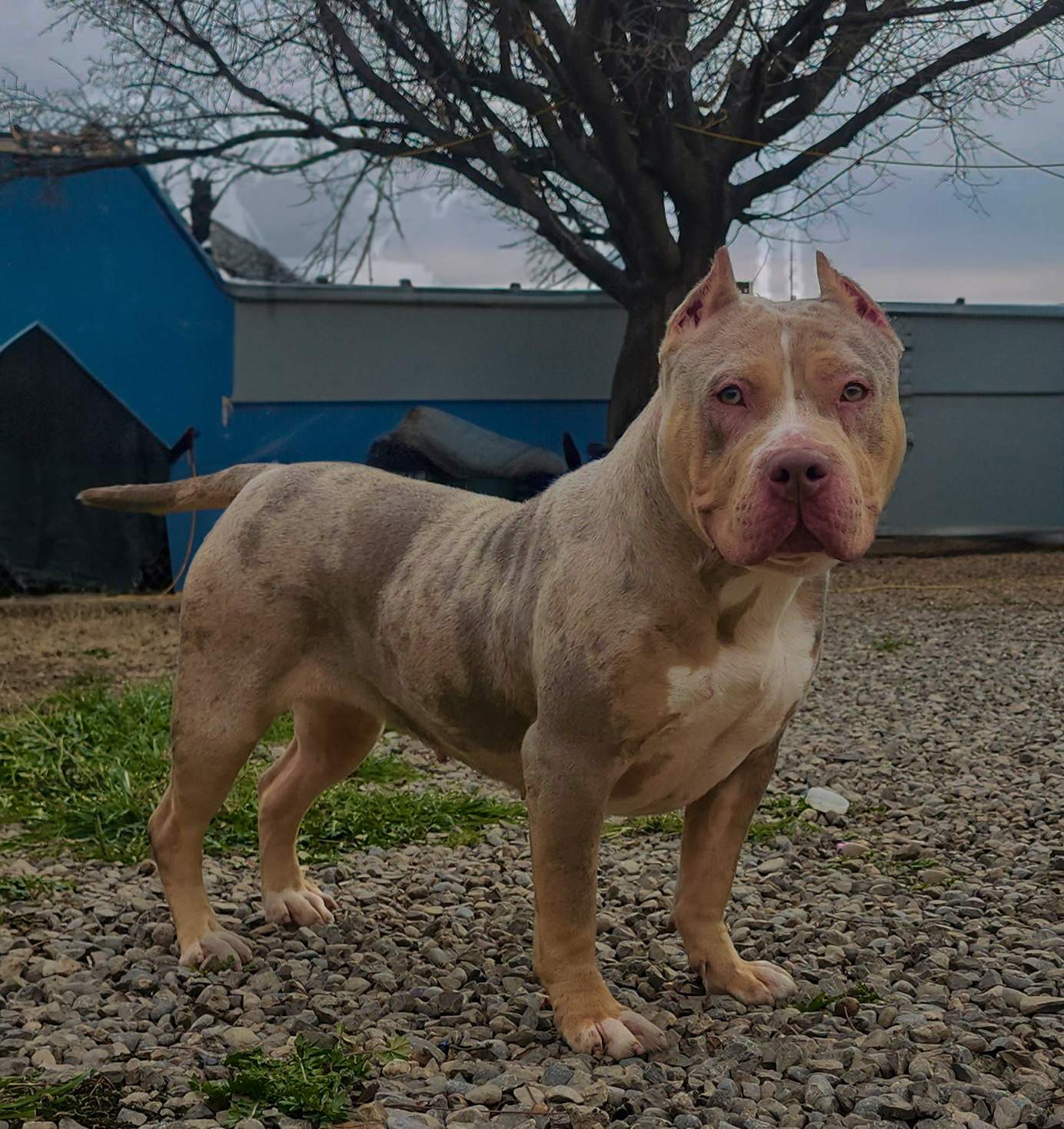 Dog Featured Image