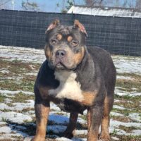 Dog Featured Image
