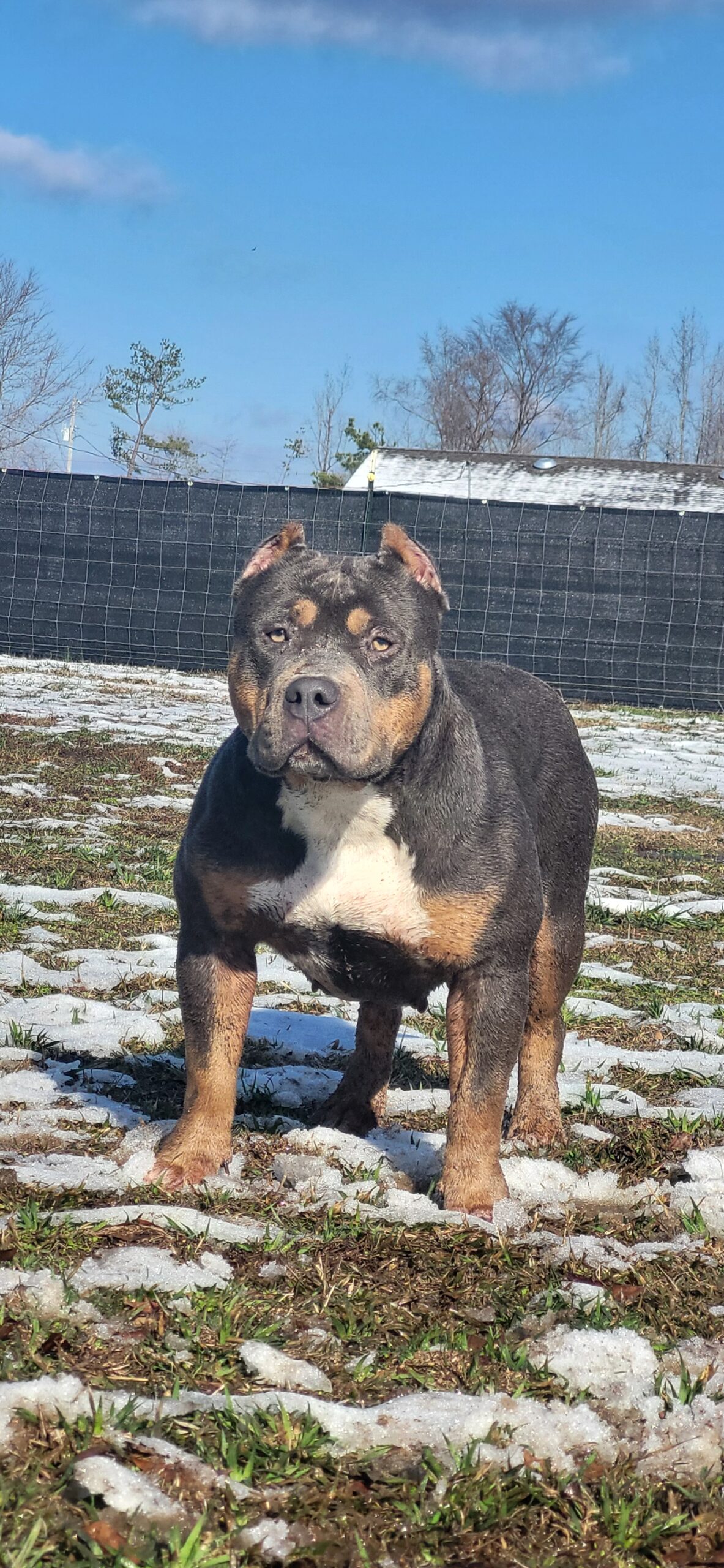 Dog Featured Image