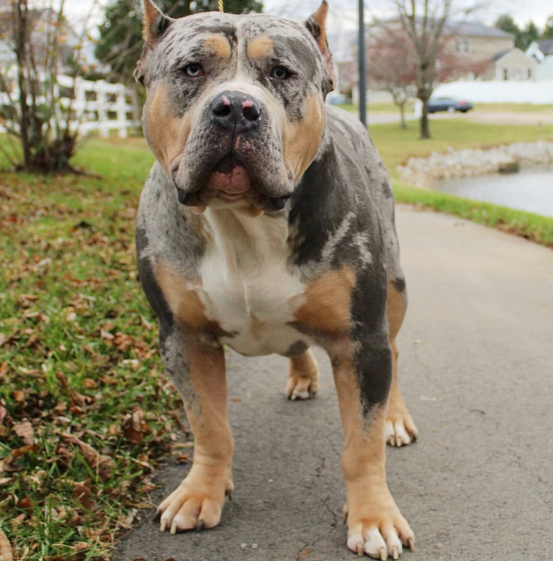 Dog Featured Image